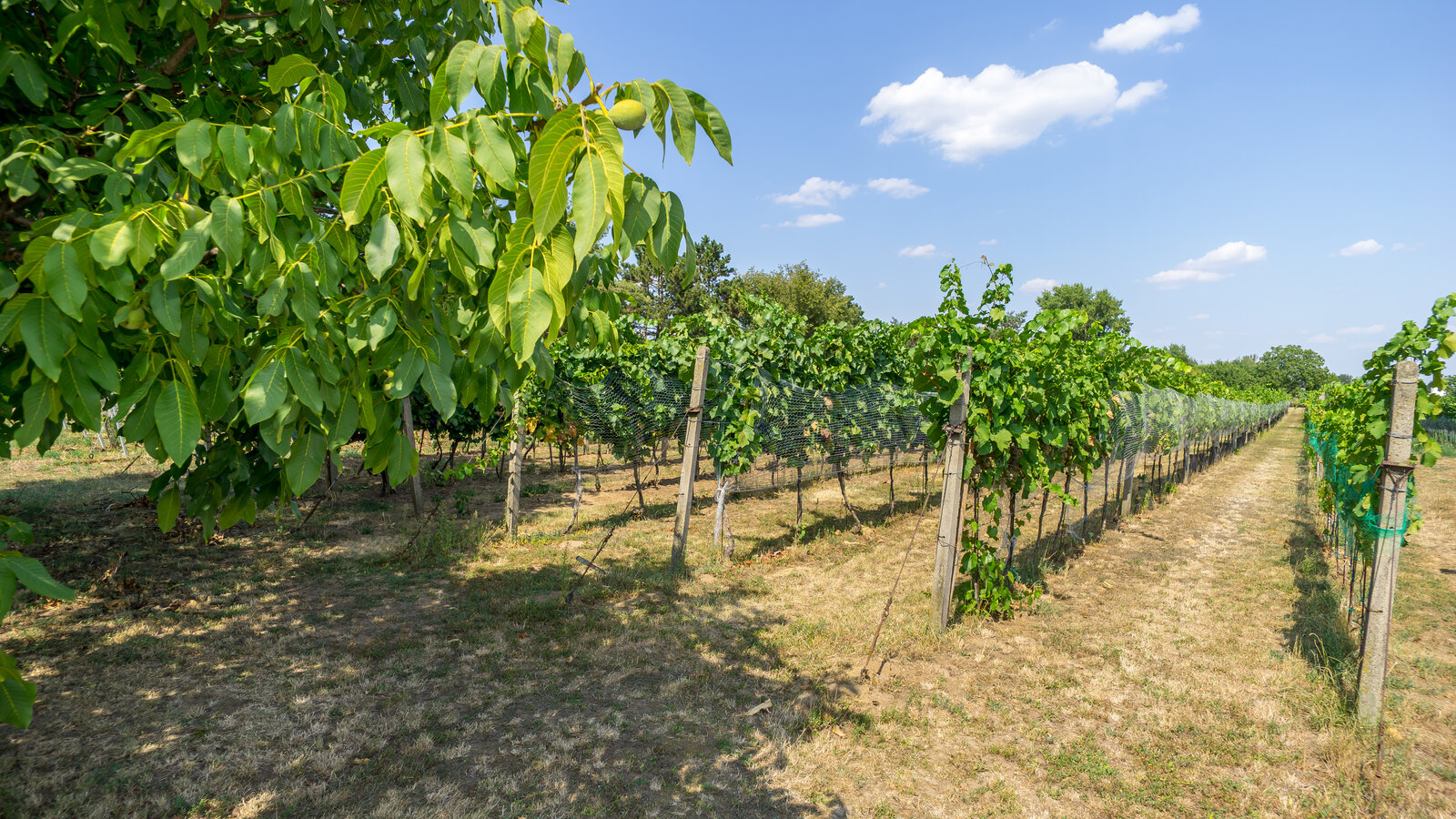 Penzion ve vinařství Maláník - Osička — foto 7