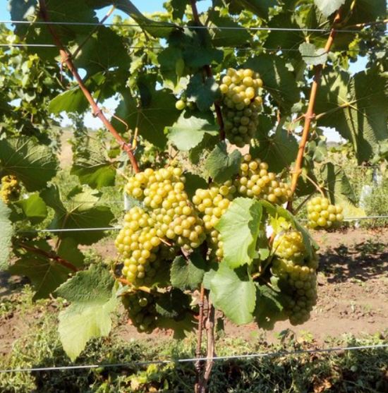 Vinařství Hrnčíř — foto 2