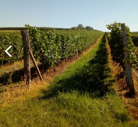 Vinařství Hrnčíř — foto 4